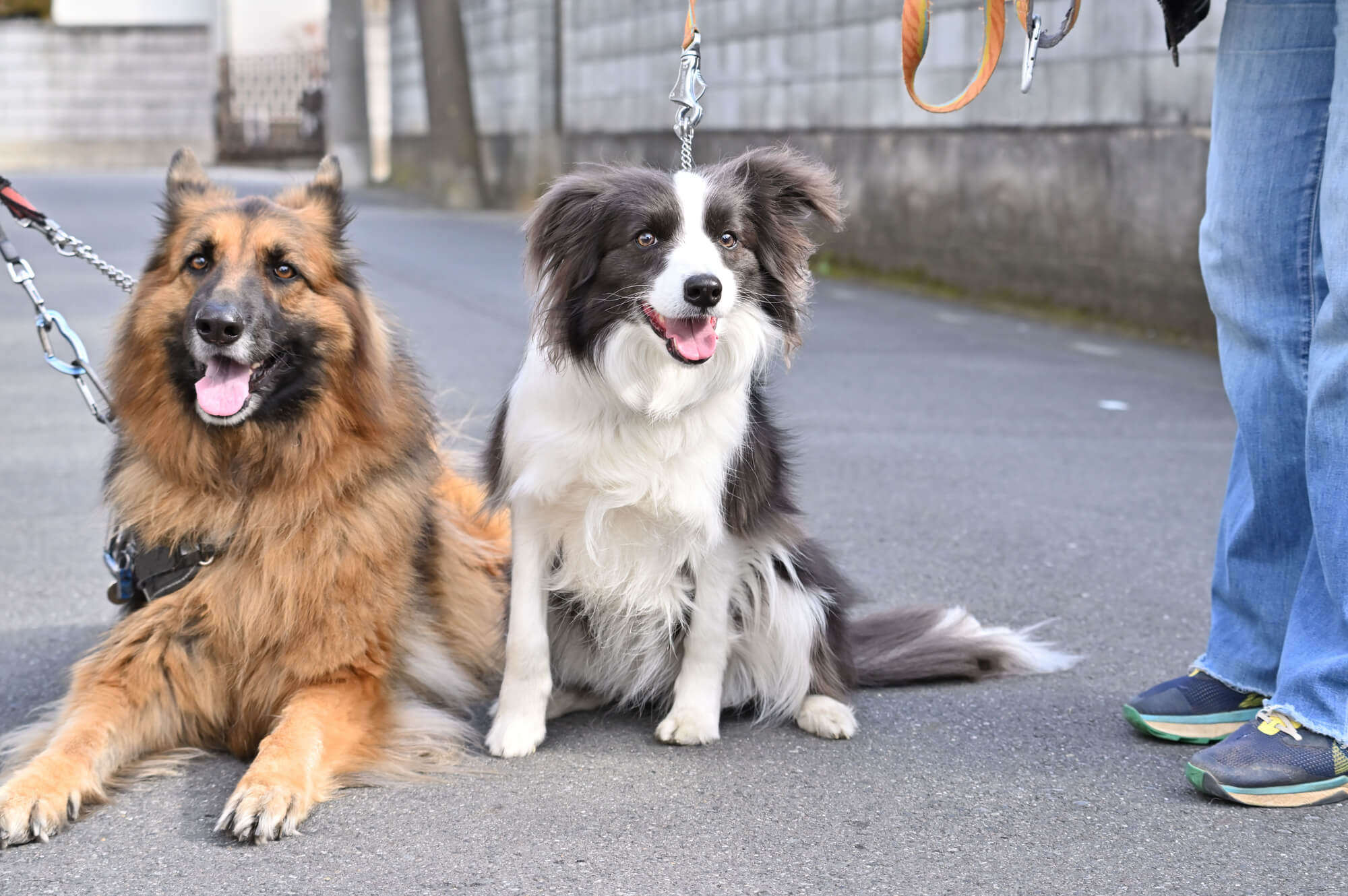 大型犬用リードを選ぶときの基本ポイント